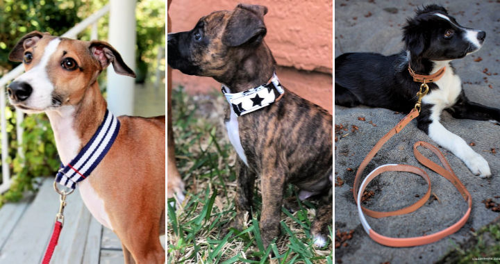 25 ideas personalizadas de collar de perro de bricolaje