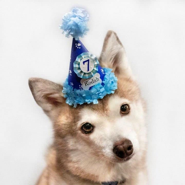 Sombrero de perro de 7mo cumpleaños