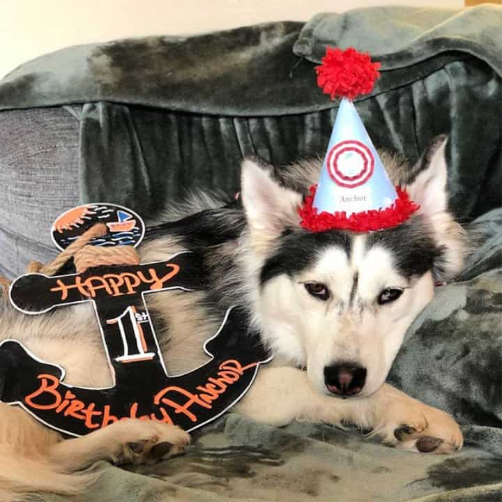 Adorable sombrero de cumpleaños para perros