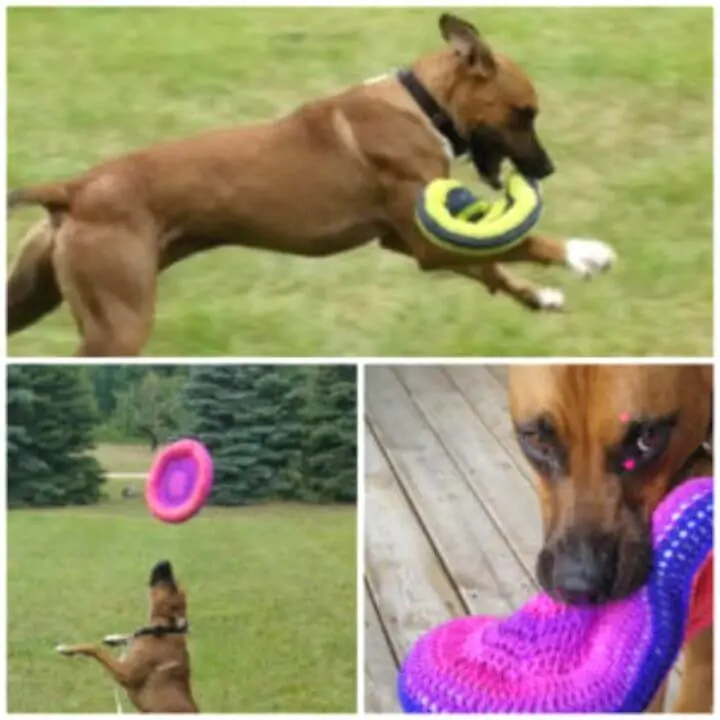 Patrón de frisbee de ganchillo gratis para cachorro