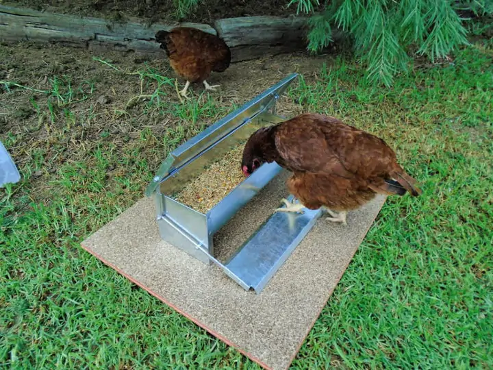 Alimentador automático de pollo DIY
