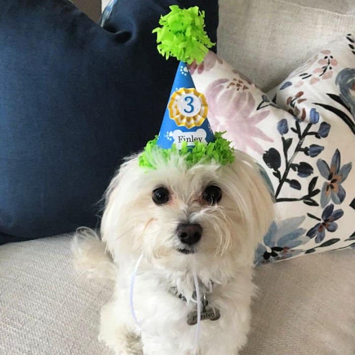 Sombrero de cumpleaños de bricolaje para perro niño