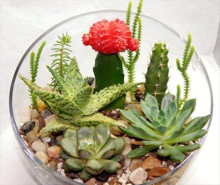 Jardinera de cristal de media luna suculenta de cactus de bricolaje