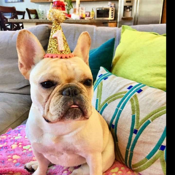 Corona de cumpleaños de perro DIY