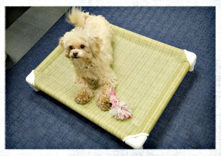 Adorable tutorial de cómo hacer una cama de PVC para mascotas