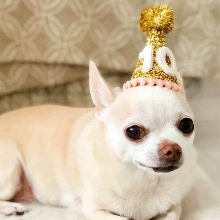 Gorro de cumpleaños dorado para perro