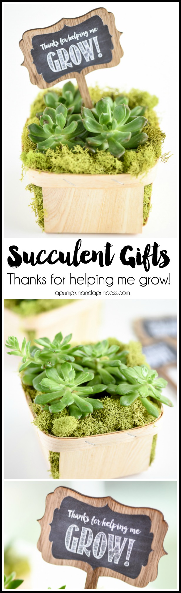 Thanks-for-helping-me-grow-succulent-gifts